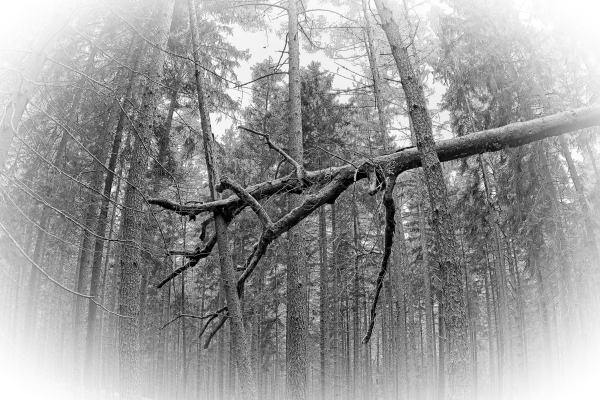 IMGP0009 (2)v2.dng.jpg